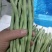 甘肃陇南成县四季豆无茎豆架豆王豆角