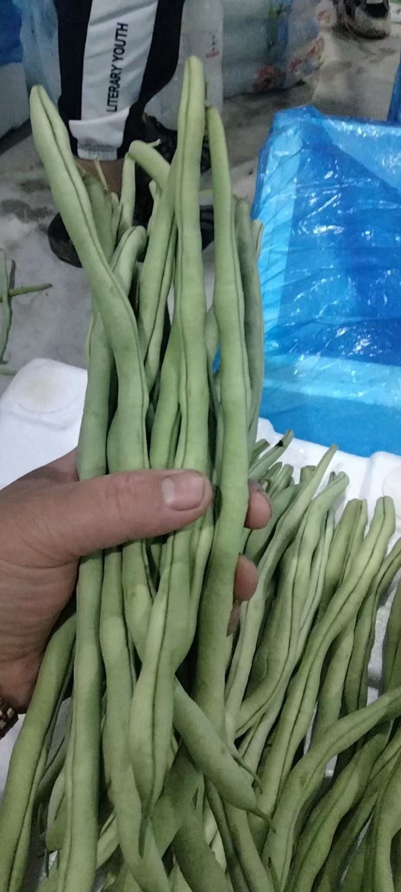 甘肃陇南成县四季豆无茎豆架豆王豆角