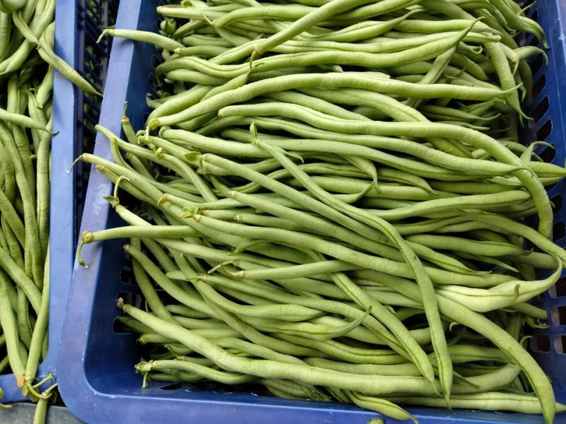 甘肃陇南成县四季豆无茎豆架豆王豆角