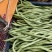 甘肃陇南成县四季豆无茎豆架豆王豆角