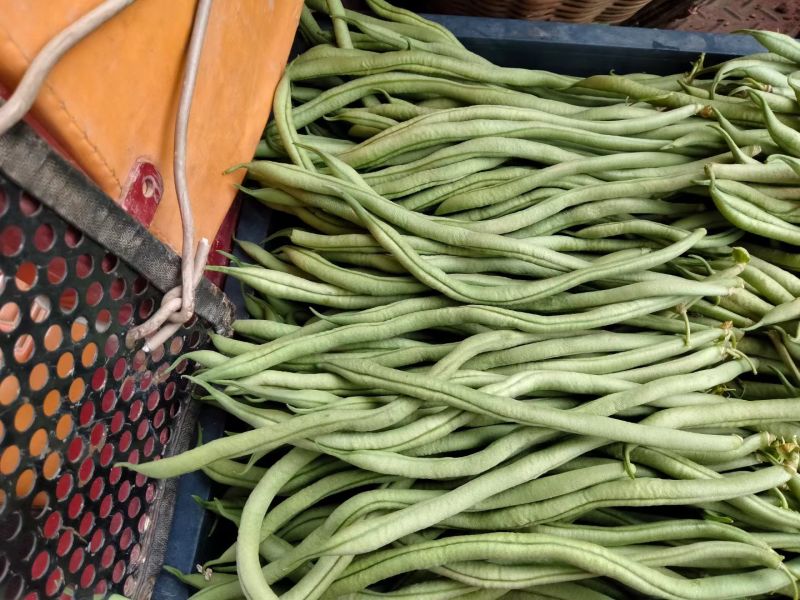 甘肃陇南成县四季豆无茎豆架豆王豆角