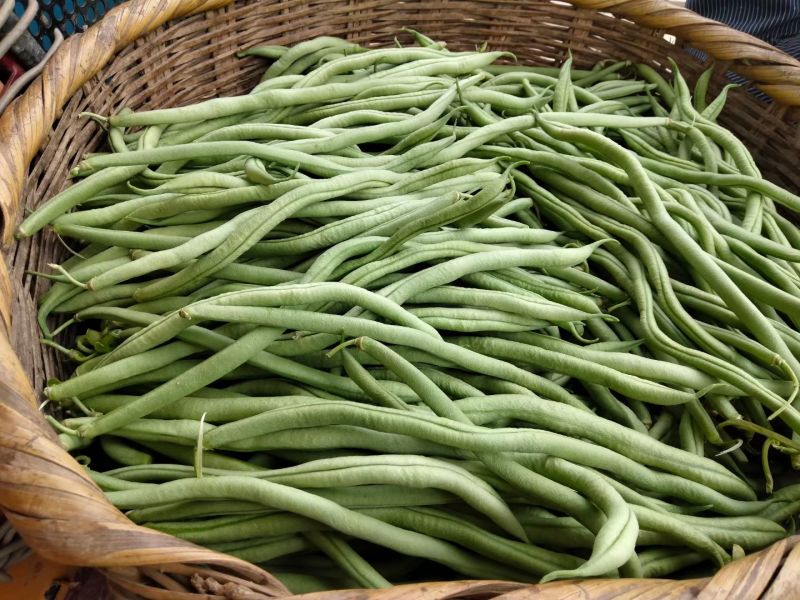 甘肃陇南成县四季豆无茎豆架豆王豆角