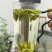 【绿茶雀舌】绿茶雀舌口粮茶口感甘甜清香爽口