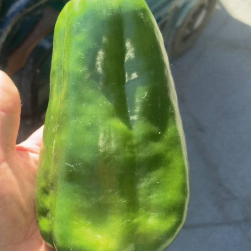 菜椒大量上市欢迎咨询