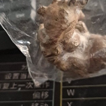 自家杀羊取出的羊结石
