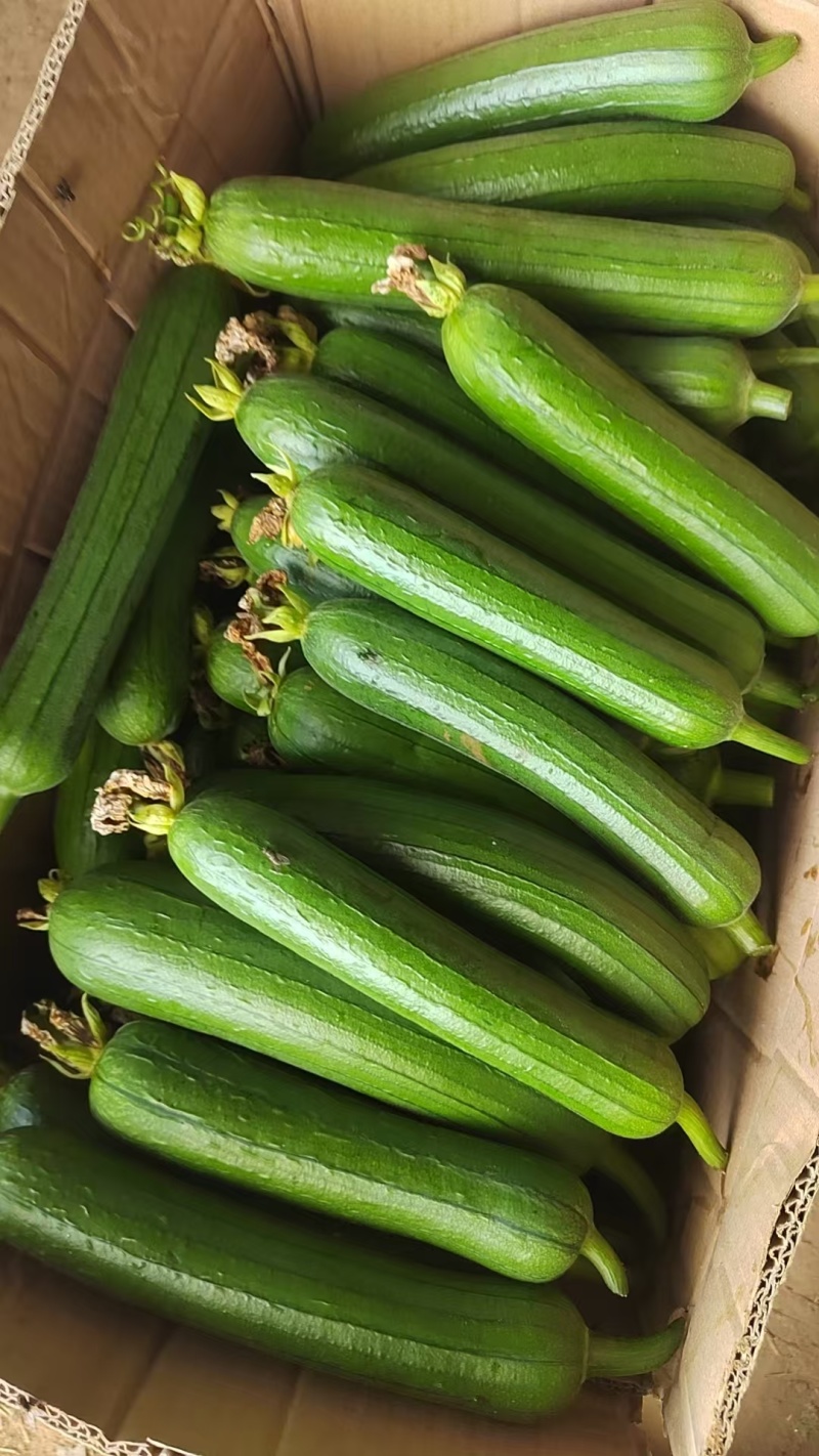 丝瓜
