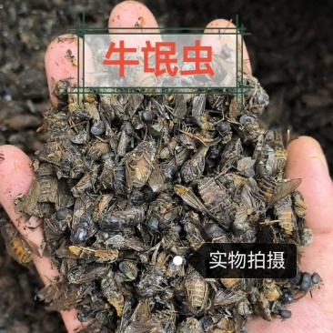 牛虻虫中药材正宗新货干货诚信经营中药材合作共赢