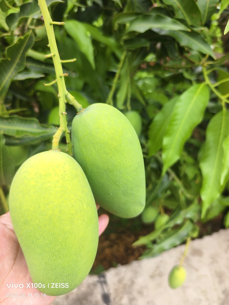 自带椰奶香气椰香芒细腻少纤维当季鲜果