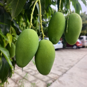 自带椰奶香气椰香芒细腻少纤维当季鲜果