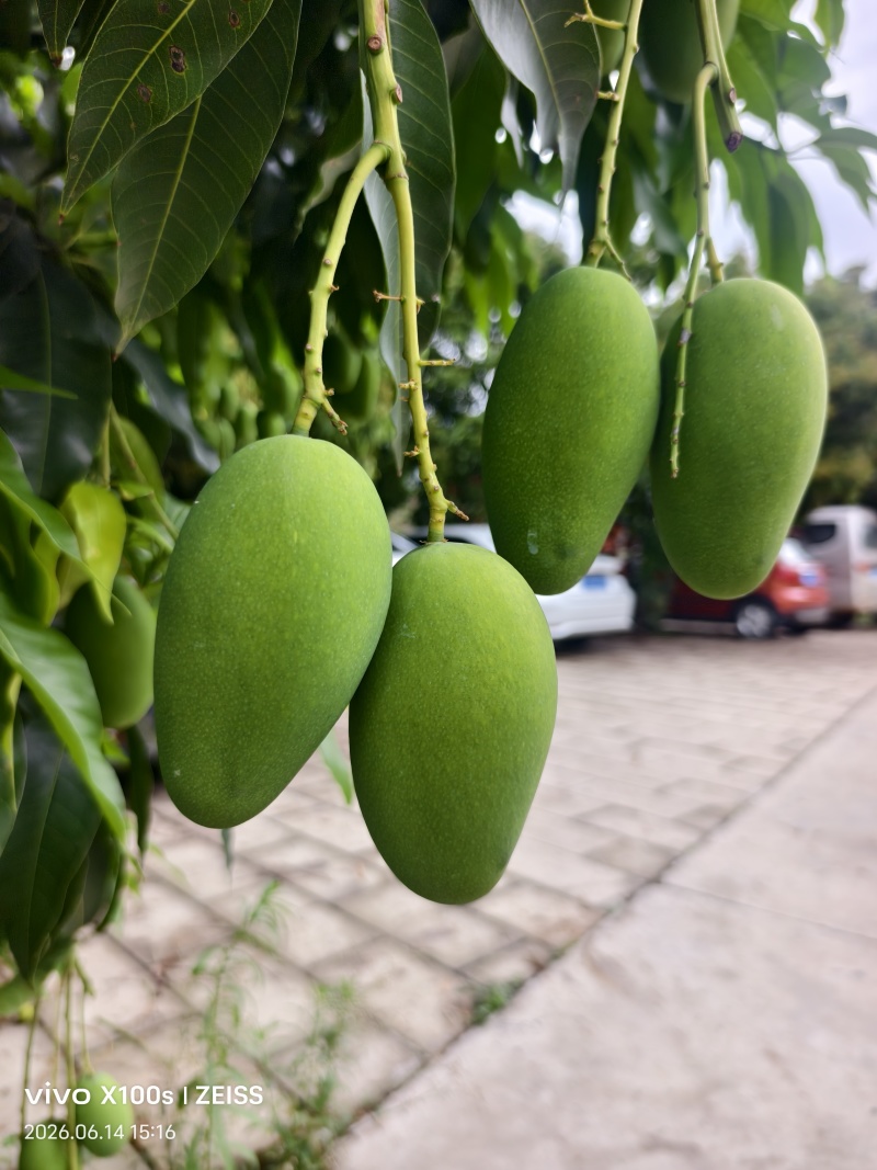 自带椰奶香气椰香芒细腻少纤维当季鲜果