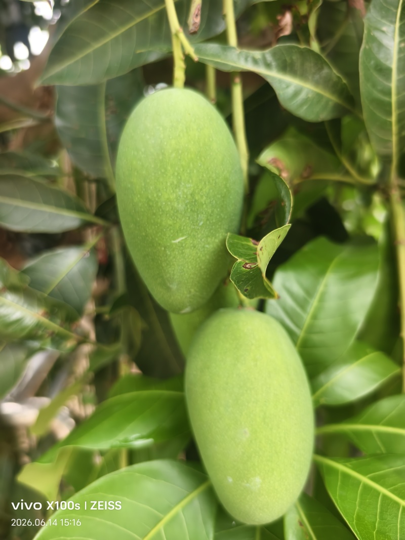 自带椰奶香气椰香芒细腻少纤维当季鲜果