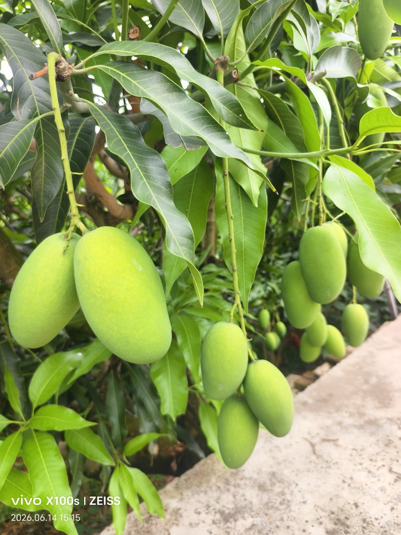 自带椰奶香气椰香芒细腻少纤维当季鲜果