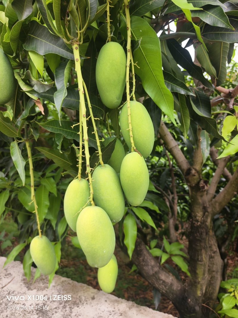 自带椰奶香气椰香芒细腻少纤维当季鲜果