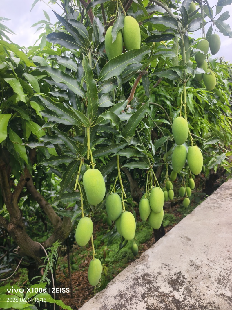 自带椰奶香气椰香芒细腻少纤维当季鲜果