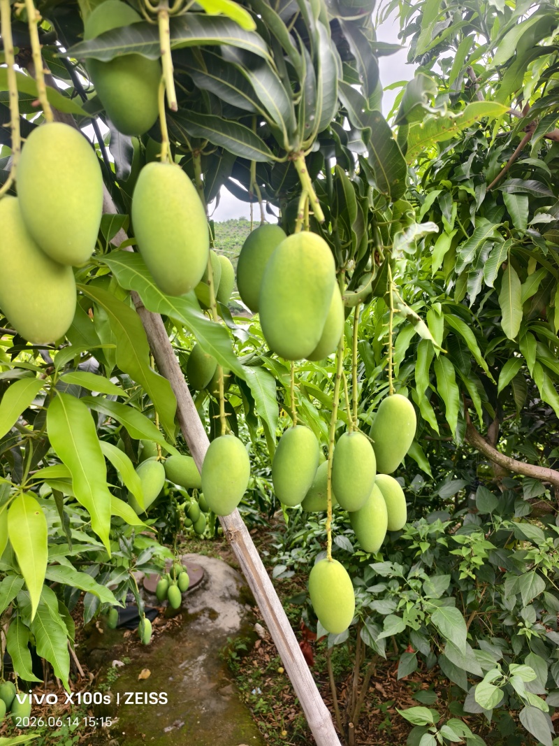 自带椰奶香气椰香芒细腻少纤维当季鲜果