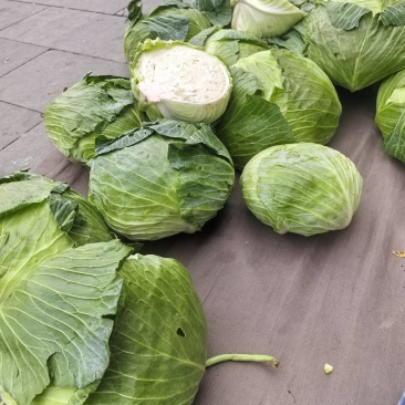 包包菜