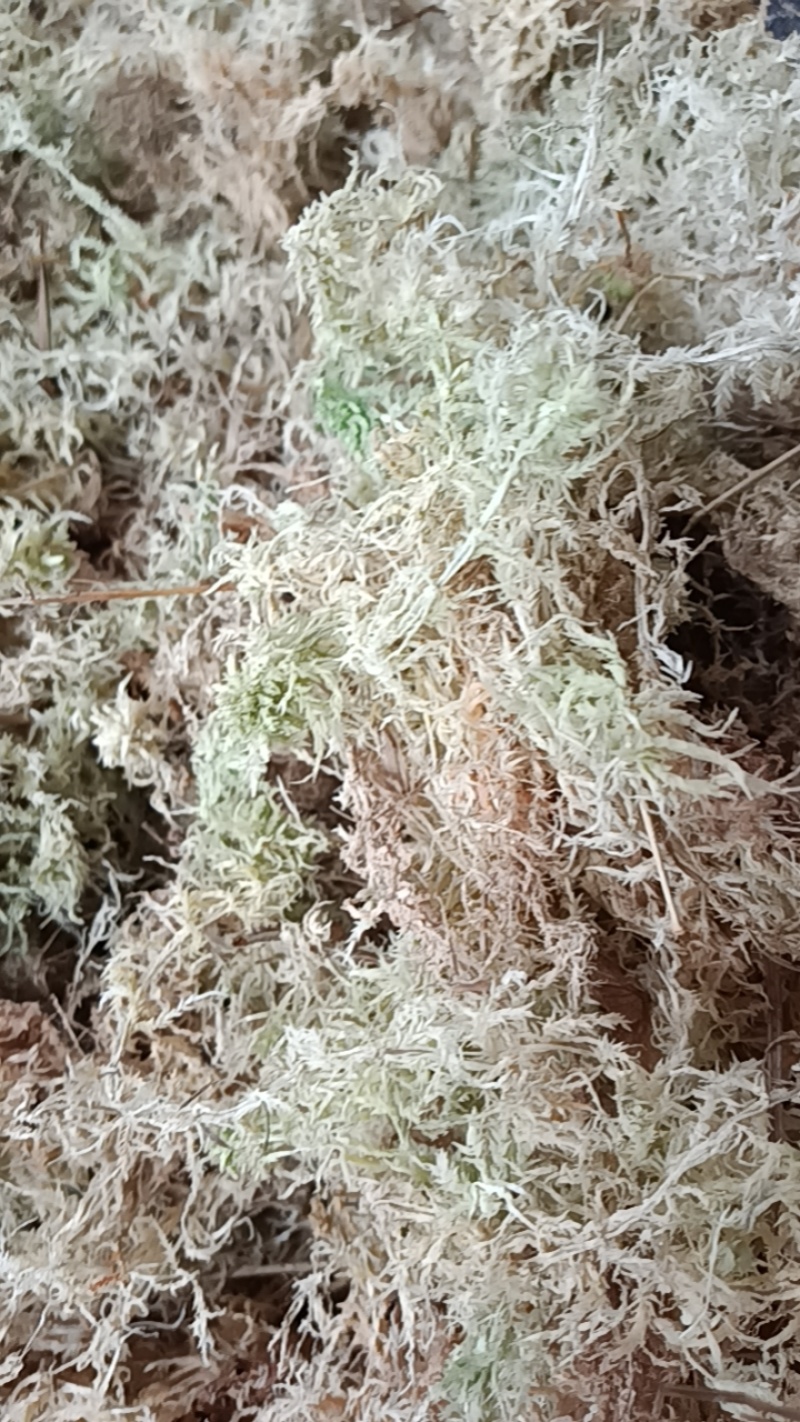 海花草，水苔