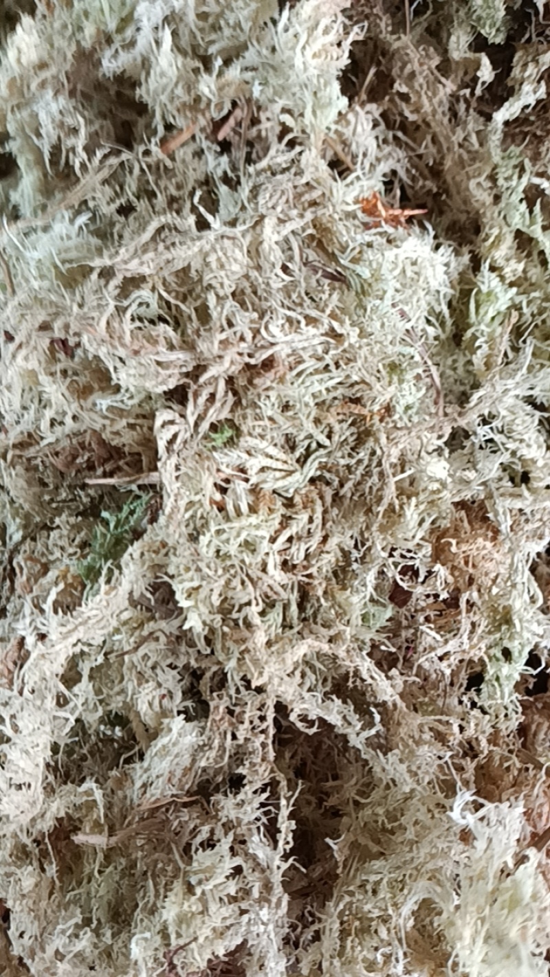海花草，水苔