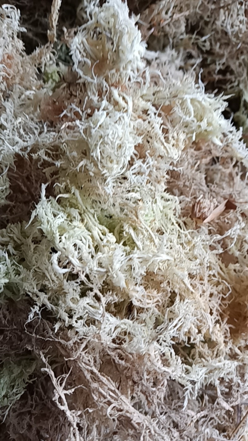 海花草，水苔