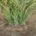 麦冬草