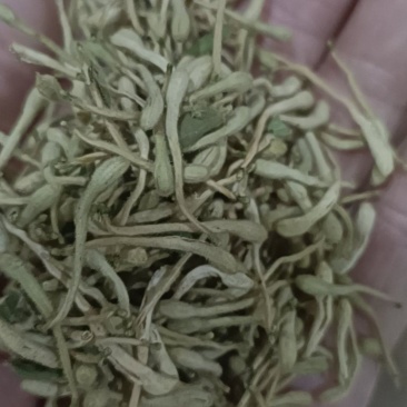 金银花