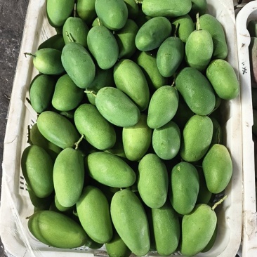 自带椰奶香气椰香芒细腻少纤维当季鲜果