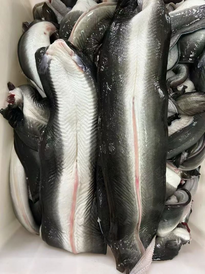冰鲜鳗鱼片，日本鳗，美洲鳗，产地直发，冰鲜发货，