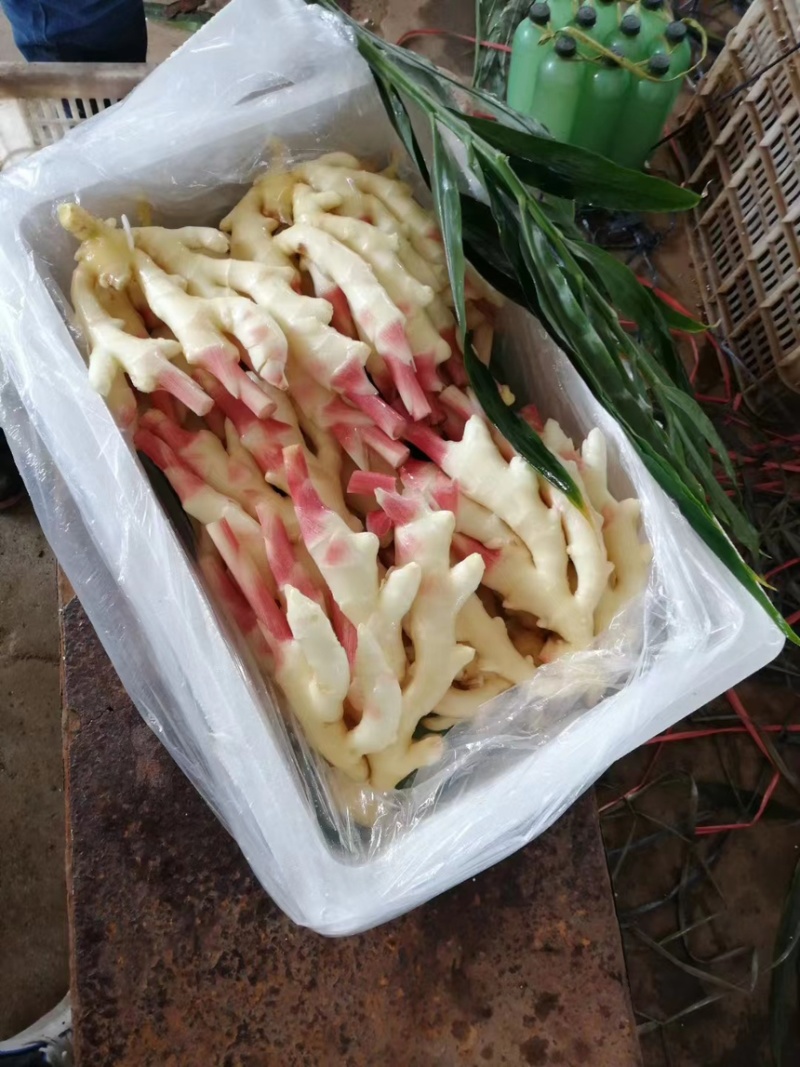 山东安丘红芽姜