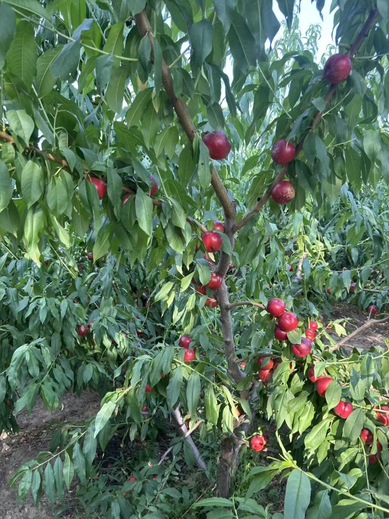 珍珠枣油桃2号