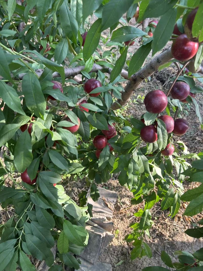 珍珠枣油桃2号