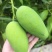 云南正宗椰香芒果产地直供一件代发