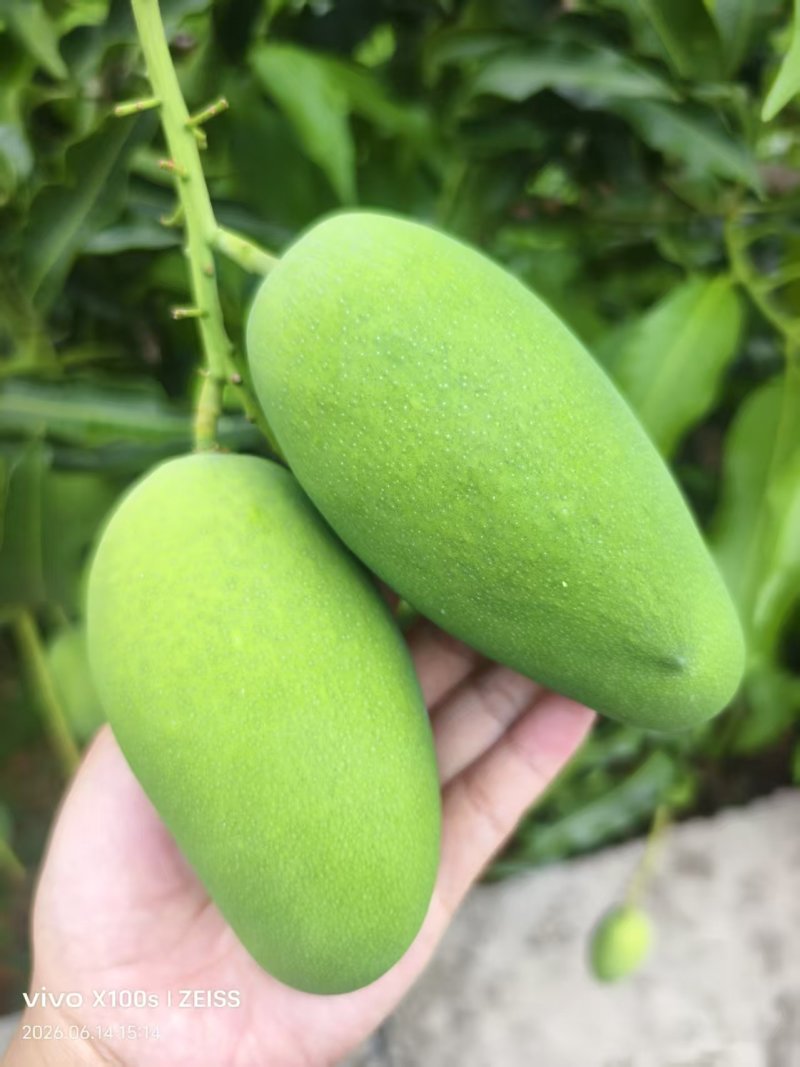 云南正宗椰香芒果产地直供一件代发