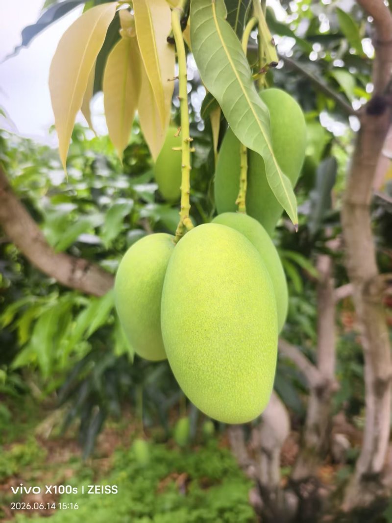 云南正宗椰香芒果产地直供一件代发