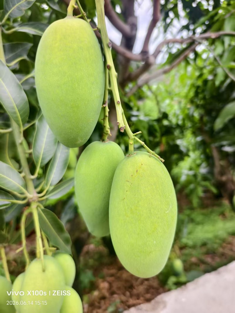 云南正宗椰香芒果产地直供一件代发