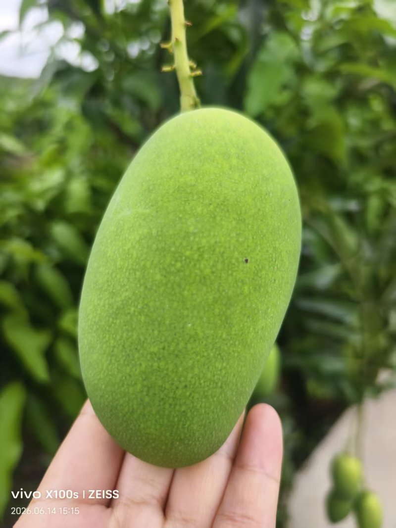 云南正宗椰香芒果产地直供一件代发