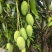 云南正宗椰香芒果产地直供一件代发