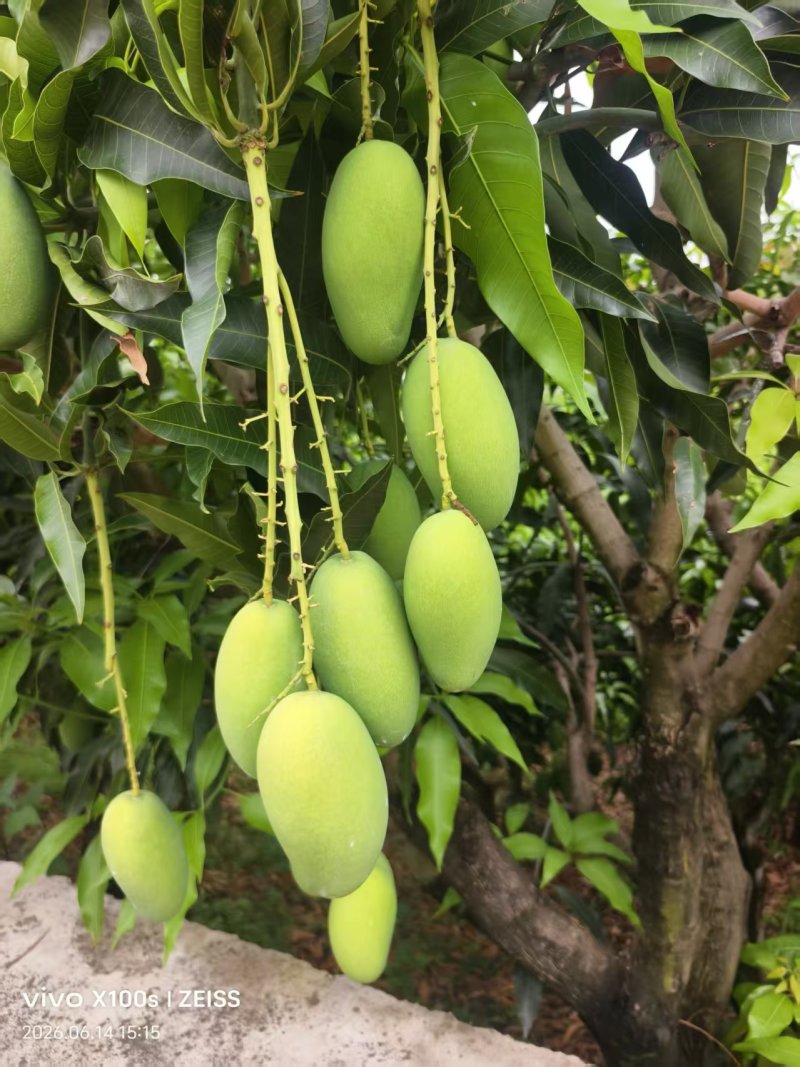 云南正宗椰香芒果产地直供一件代发