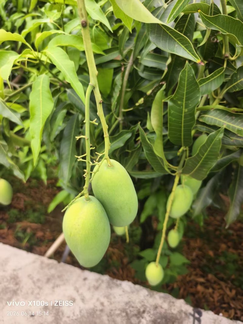云南正宗椰香芒果产地直供一件代发