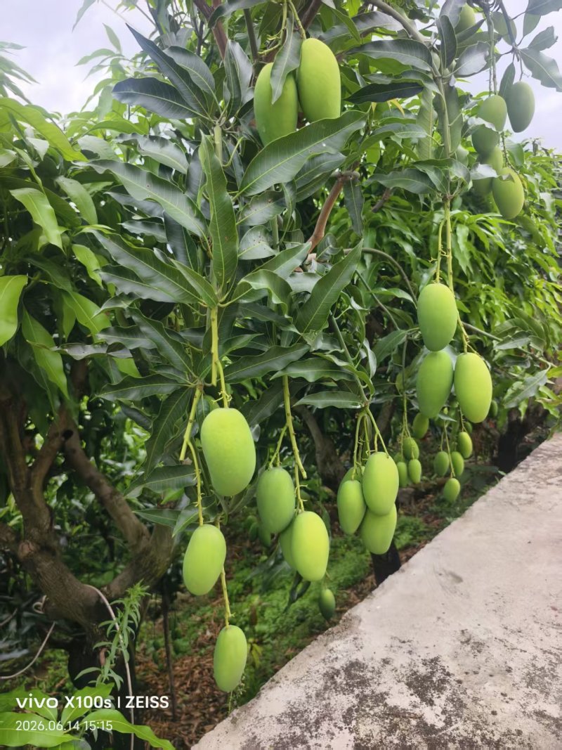 云南正宗椰香芒果产地直供一件代发