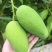 云南正宗椰香芒果产地直供一件代发