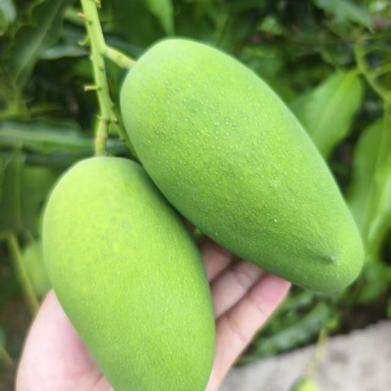 云南正宗椰香芒果产地直供一件代发