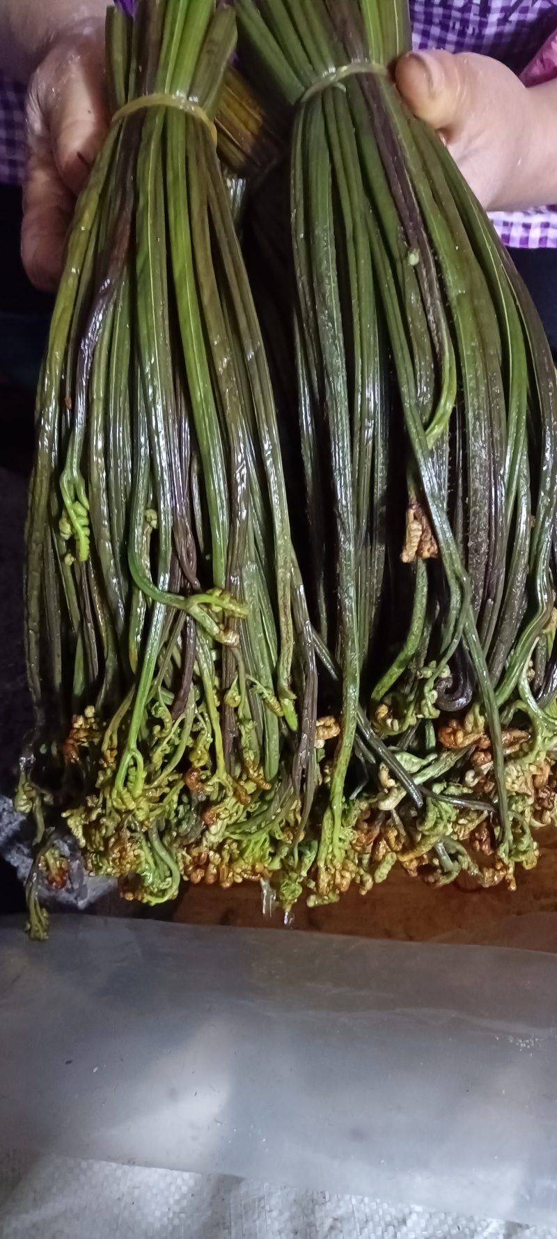 腌制蕨菜分别为绿菜紫菜都有