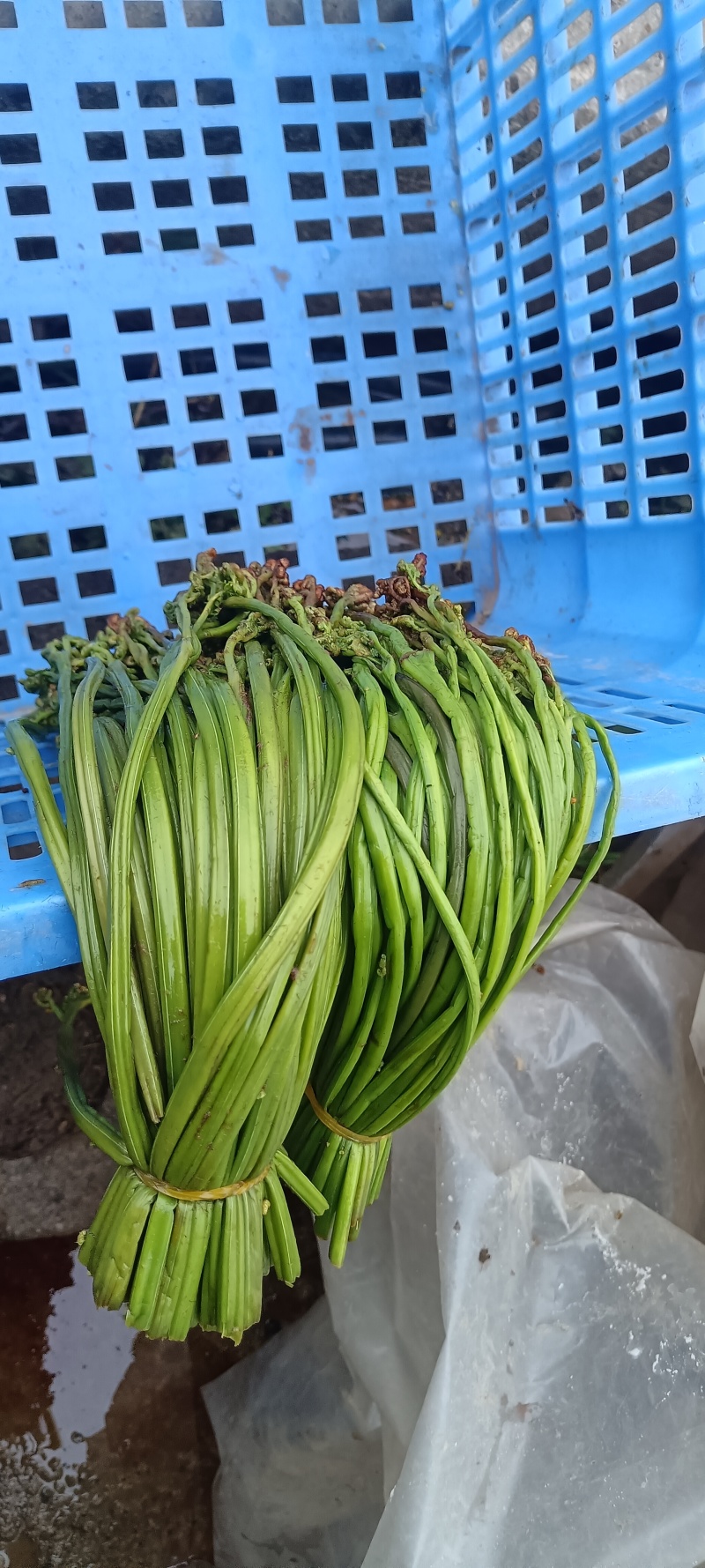 腌制蕨菜分别为绿菜紫菜都有