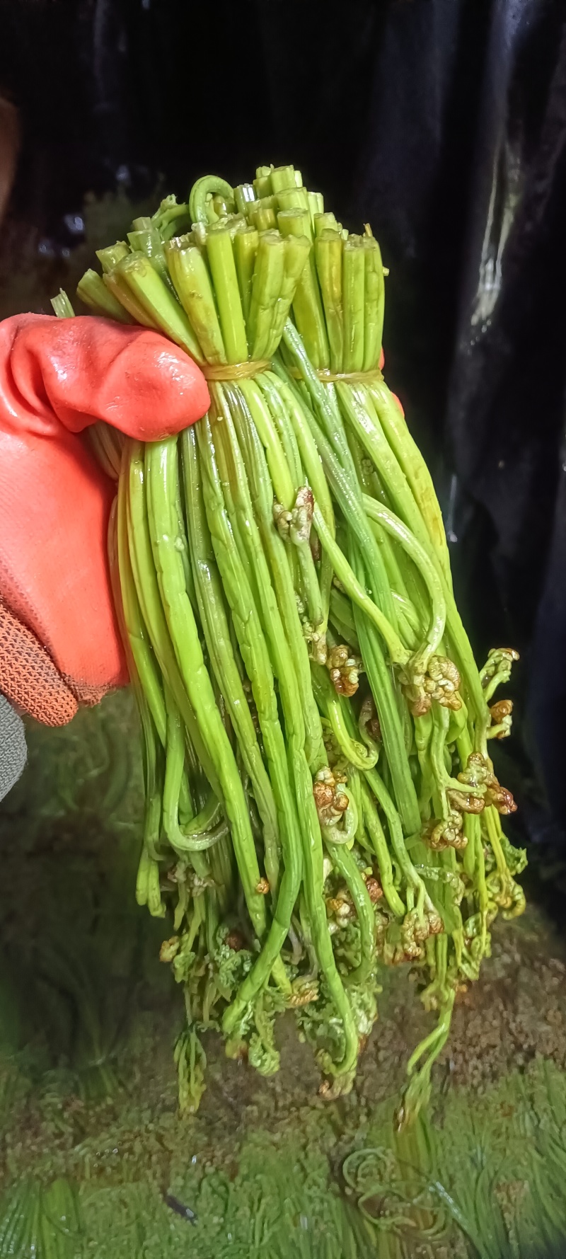 腌制蕨菜分别为绿菜紫菜都有