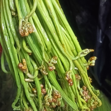 腌制蕨菜分别为绿菜紫菜都有