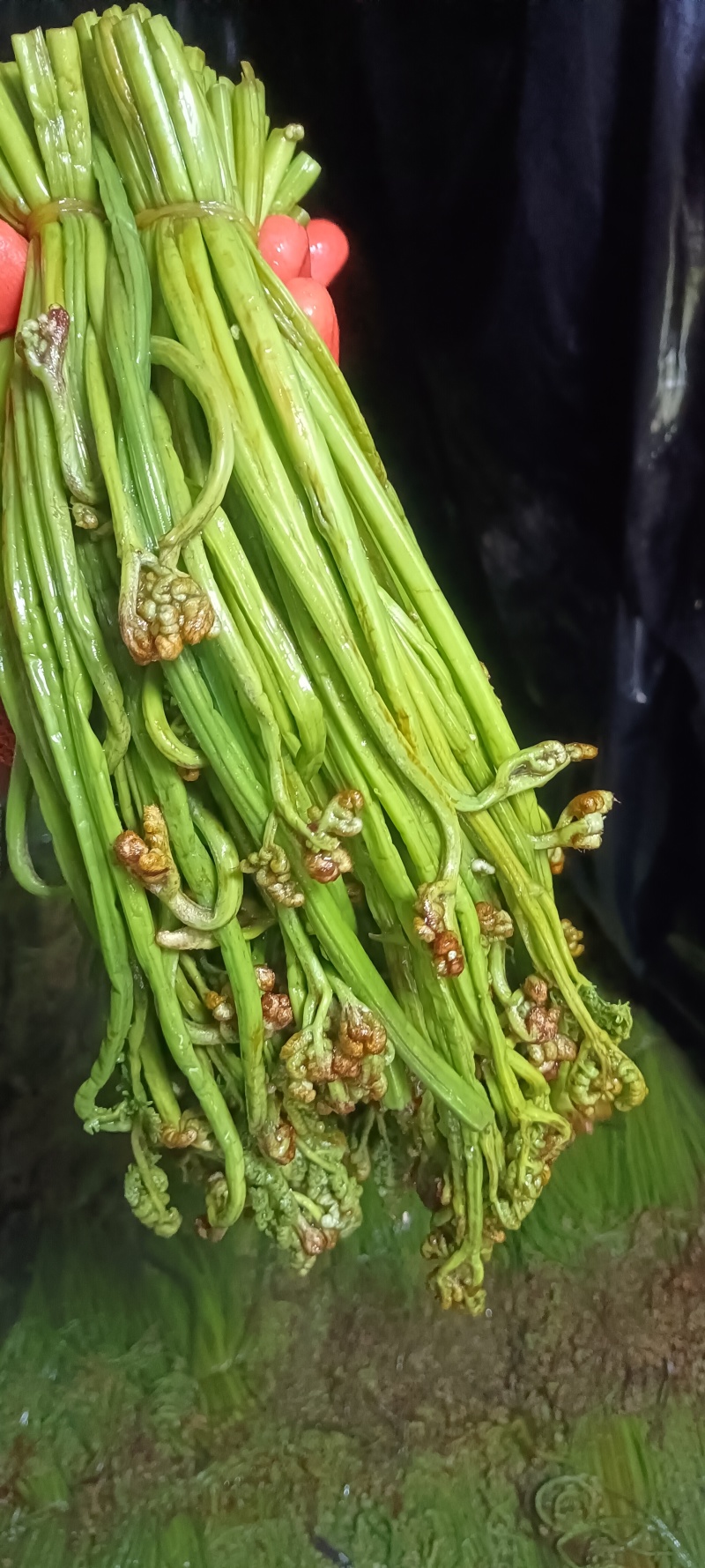 腌制蕨菜分别为绿菜紫菜都有