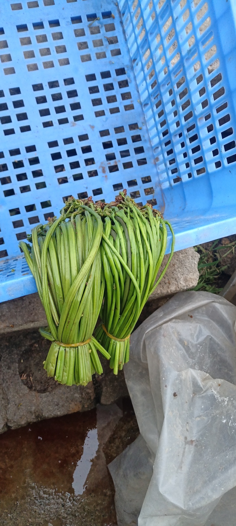 腌制蕨菜分别为绿菜紫菜都有