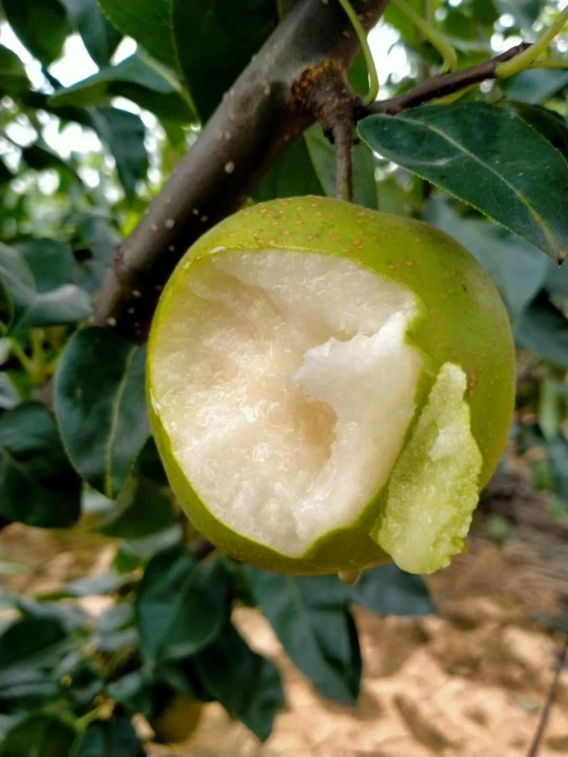 翠冠黄花炎黄梨价格可商量