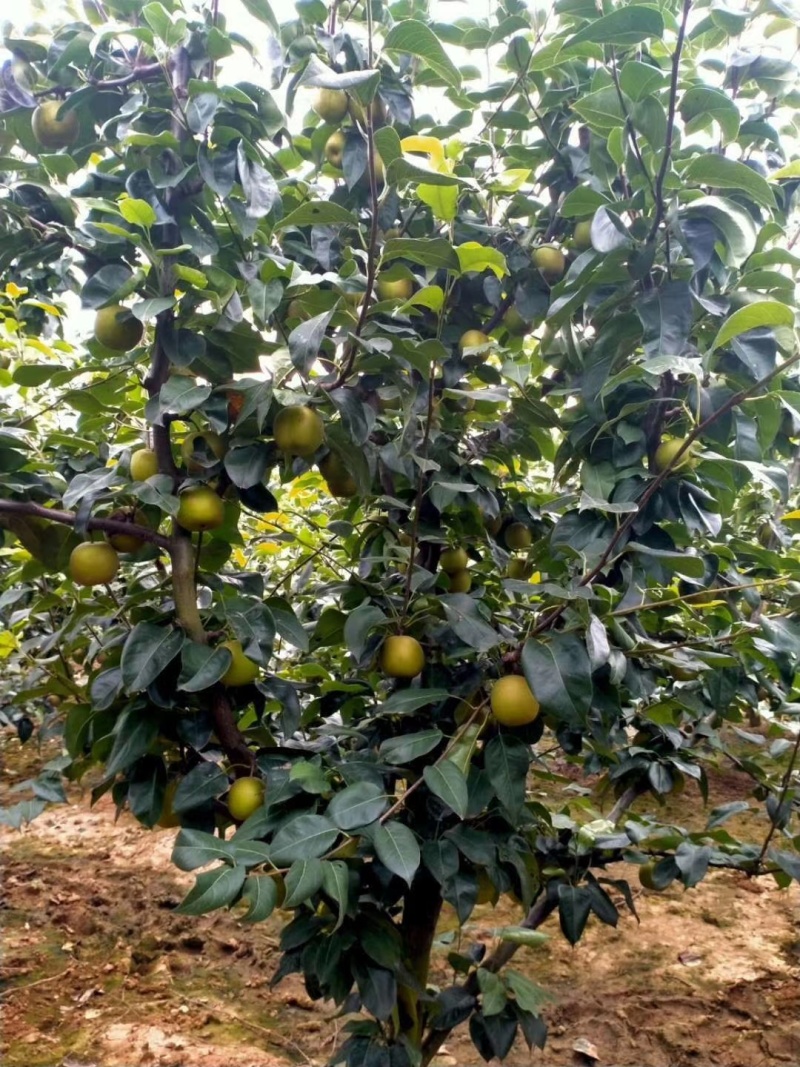 翠冠黄花炎黄梨价格可商量