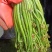 腌制蕨菜分别为绿菜紫菜都有